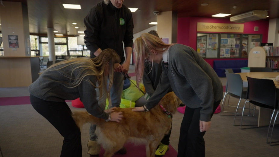Golden Retriever School Students Stroking Smiling