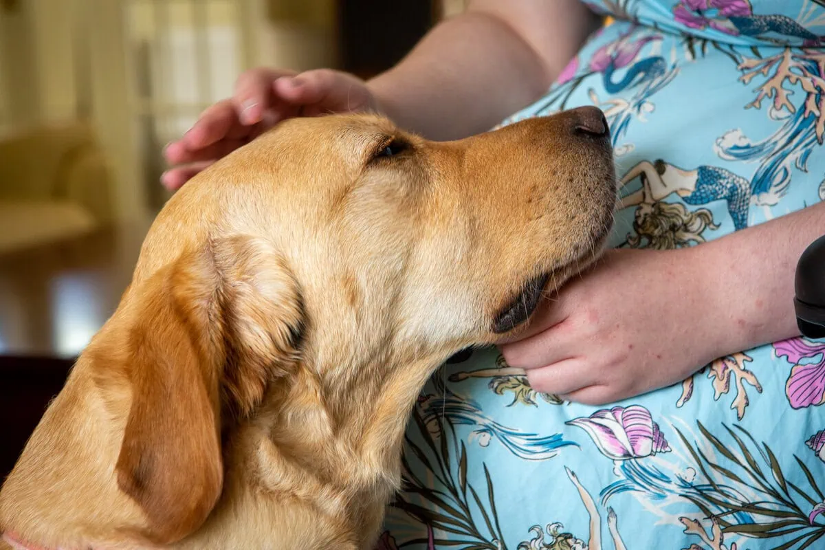 Assistance Golden Retreiver Bonding Head Rest Adult Knee Closeup Sideview