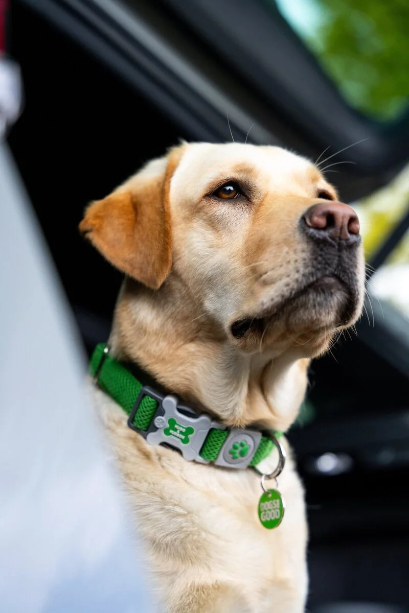 Assistance Yellow Labrador Boot Car Sitting Closeup Sideview