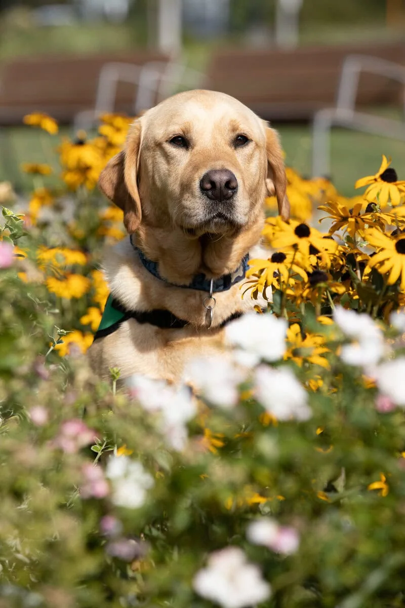 Community Golden Retreiver Sitting Garden Yellow Coneflowers Frontfacing