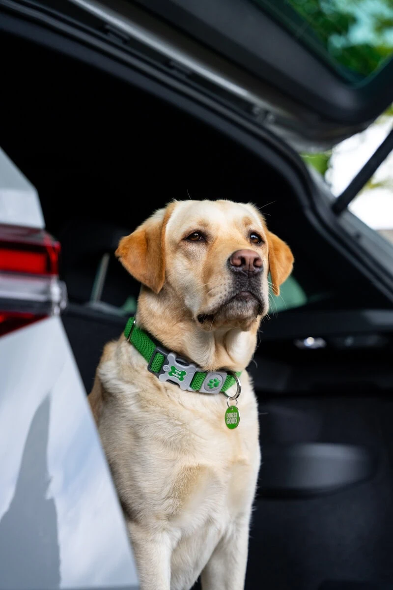 Assistance Yellow Labrador Boot Car Sitting Sideview