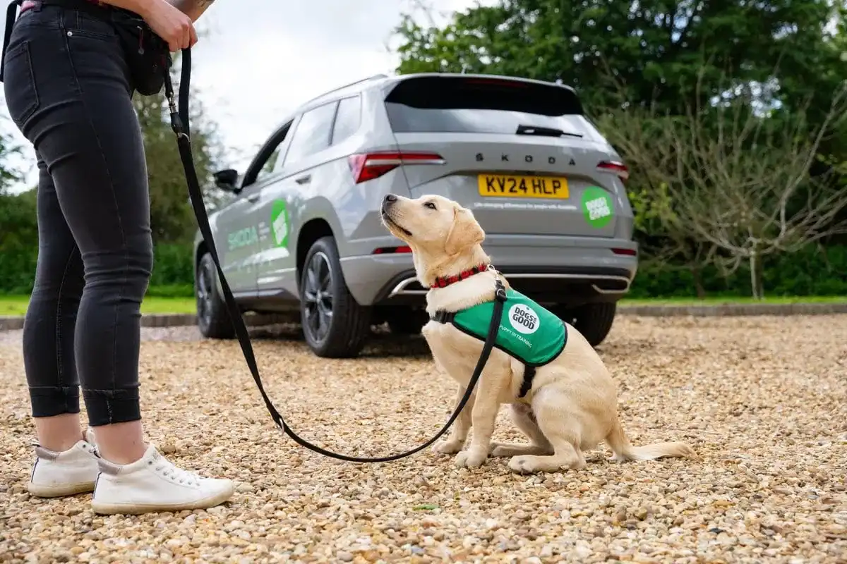 Yellow Labrador Puppy Sitting Trainer Outside Grey Skoda Car Sideview