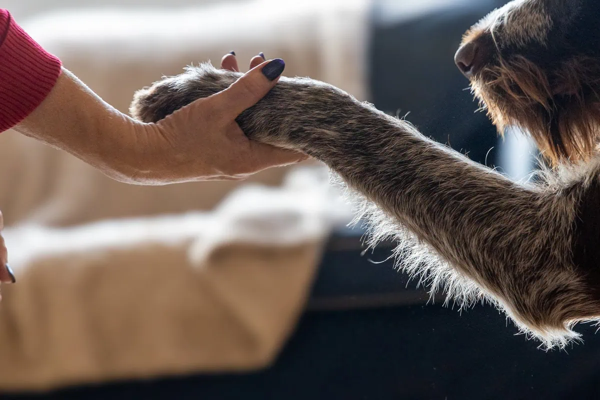 Family Dog Wire Haired Pointer Giving Paw Adult Hand Closeup Sideview