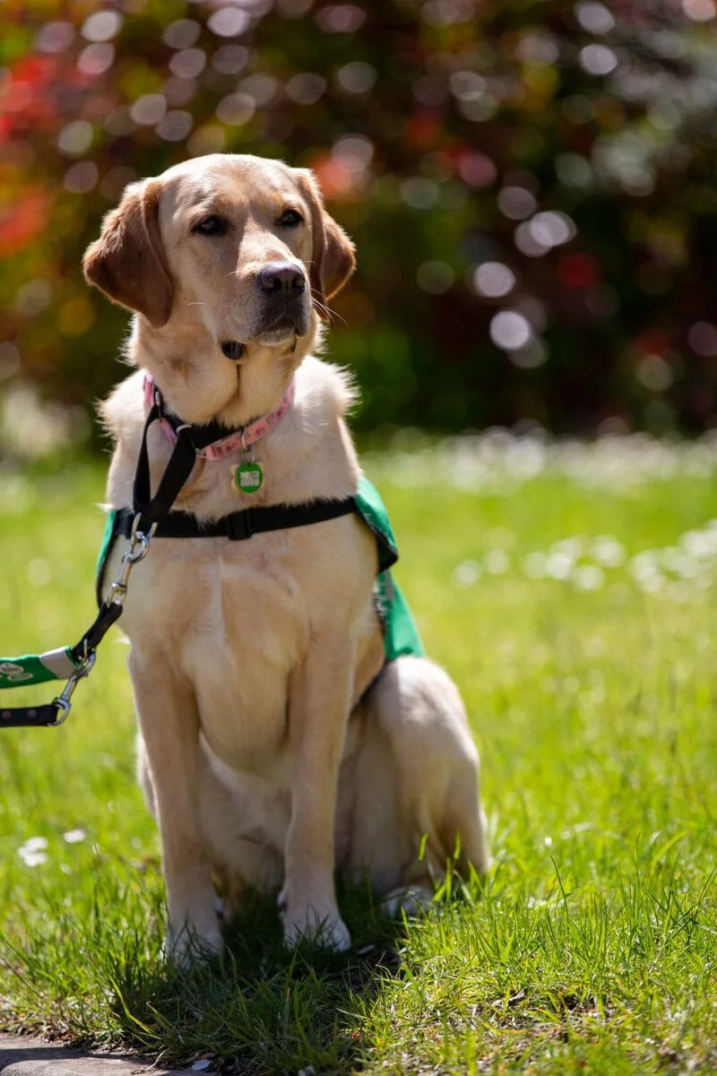 Assistance Golden Retreiver Sitting Garden Lawn Summer Frontfacing