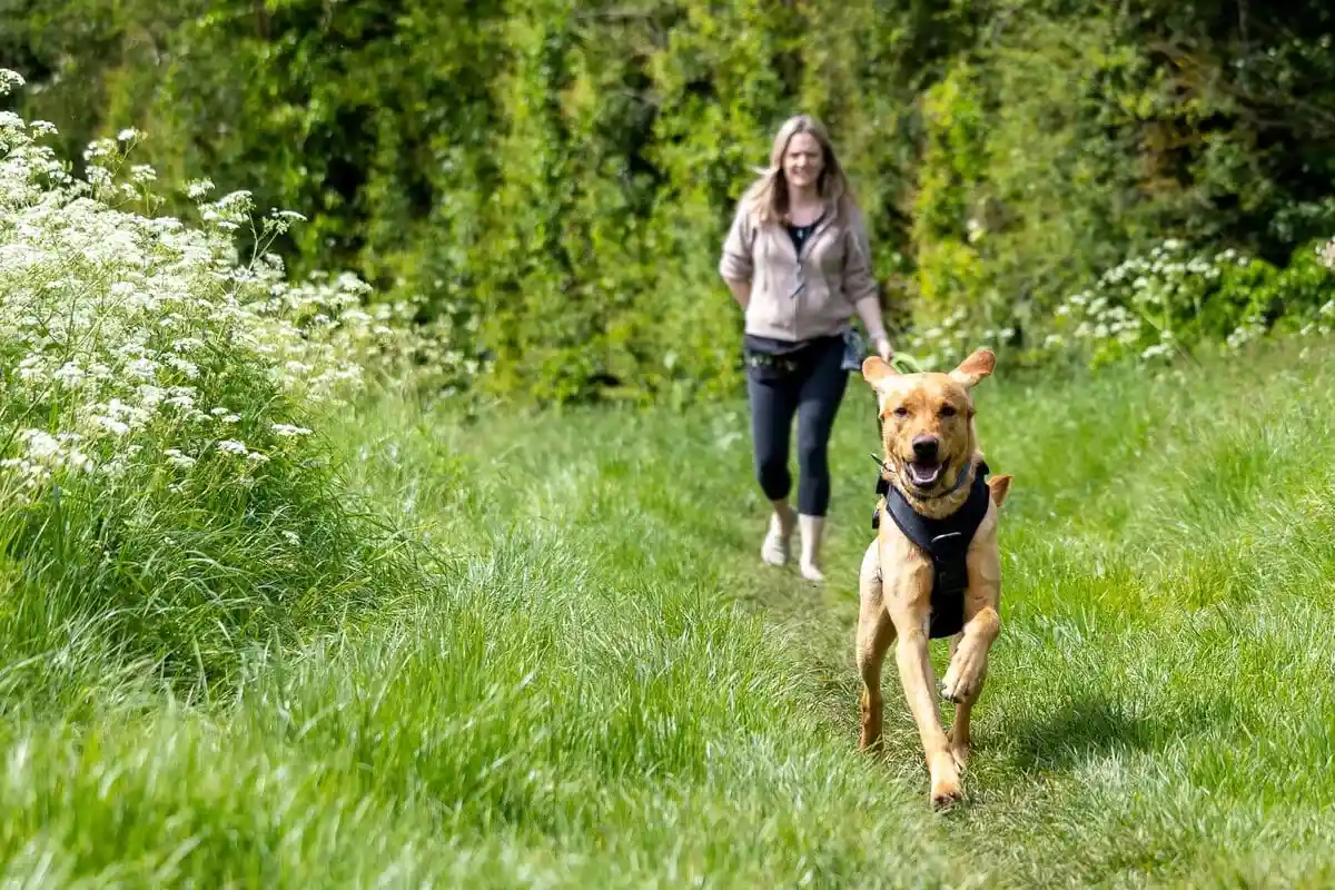 Family Dog Golden Retreiver Running Woods Meadow Adult Walking Frontfacing