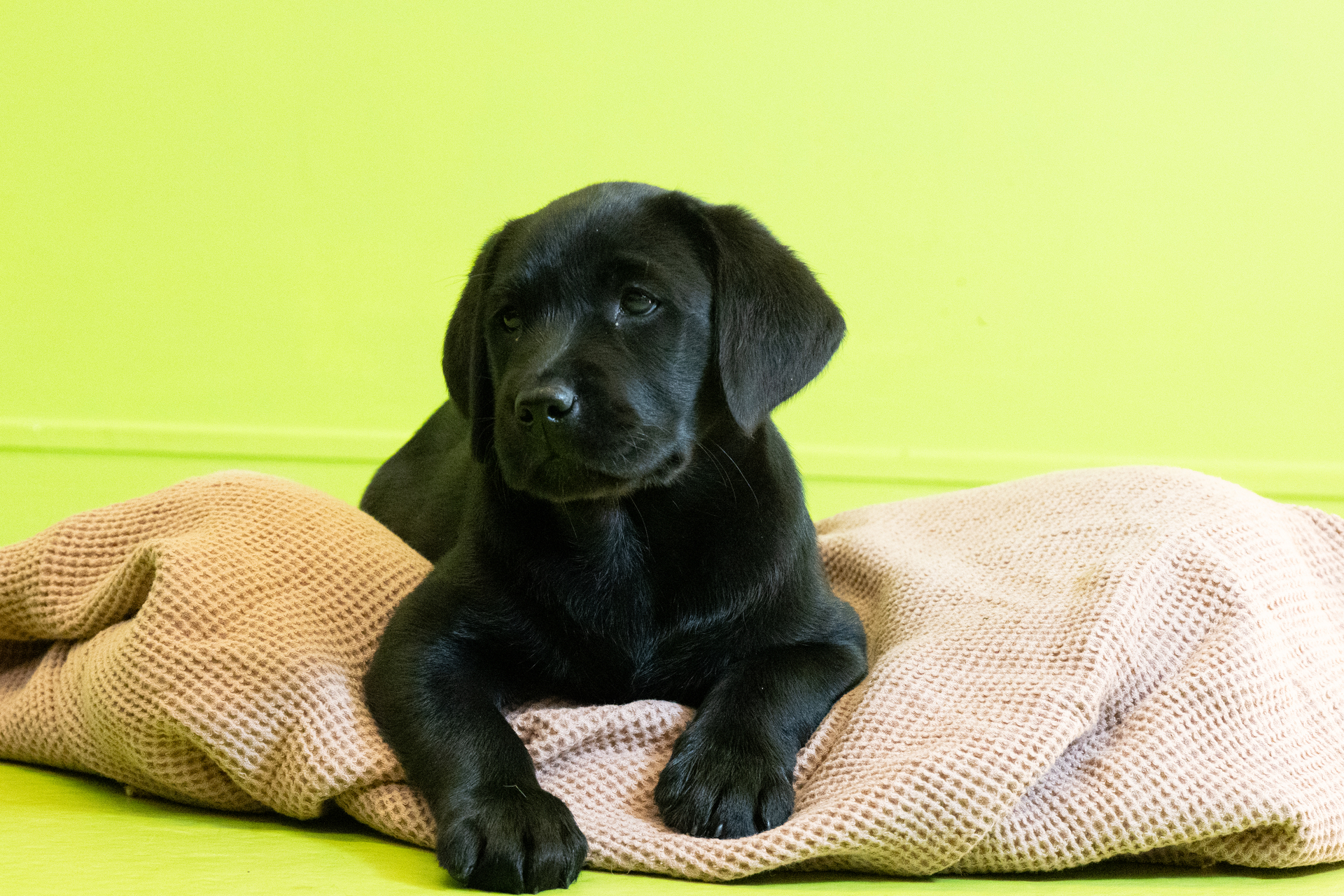 Black labrador puppy lying on a light pink blanket. Their two front paws are in front of them and they are looking off to the side. Behind them is a bright green wall