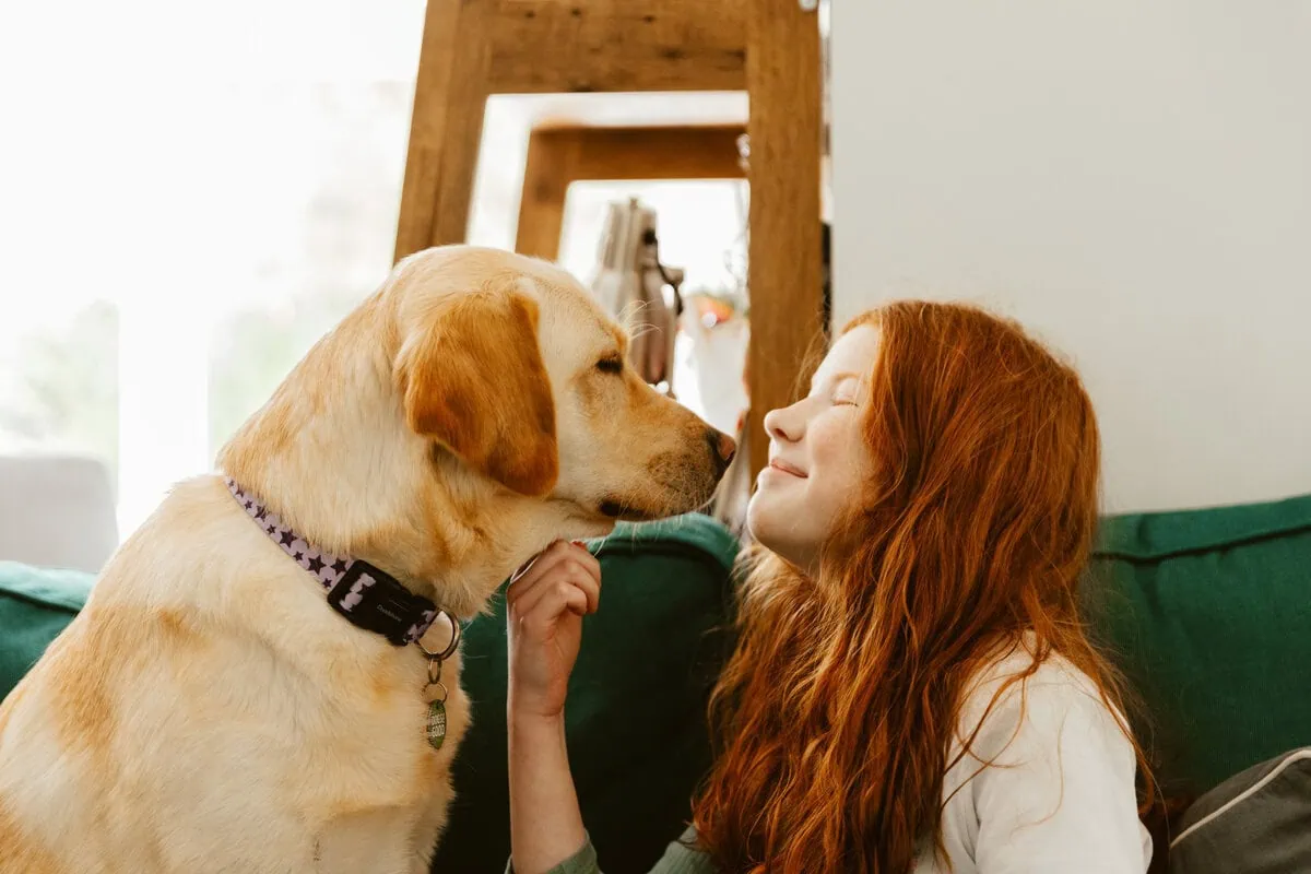 Autism Assistance Yellow Labrador Child Home Sofa Sitting Stroking Bonding Smiling Sideview