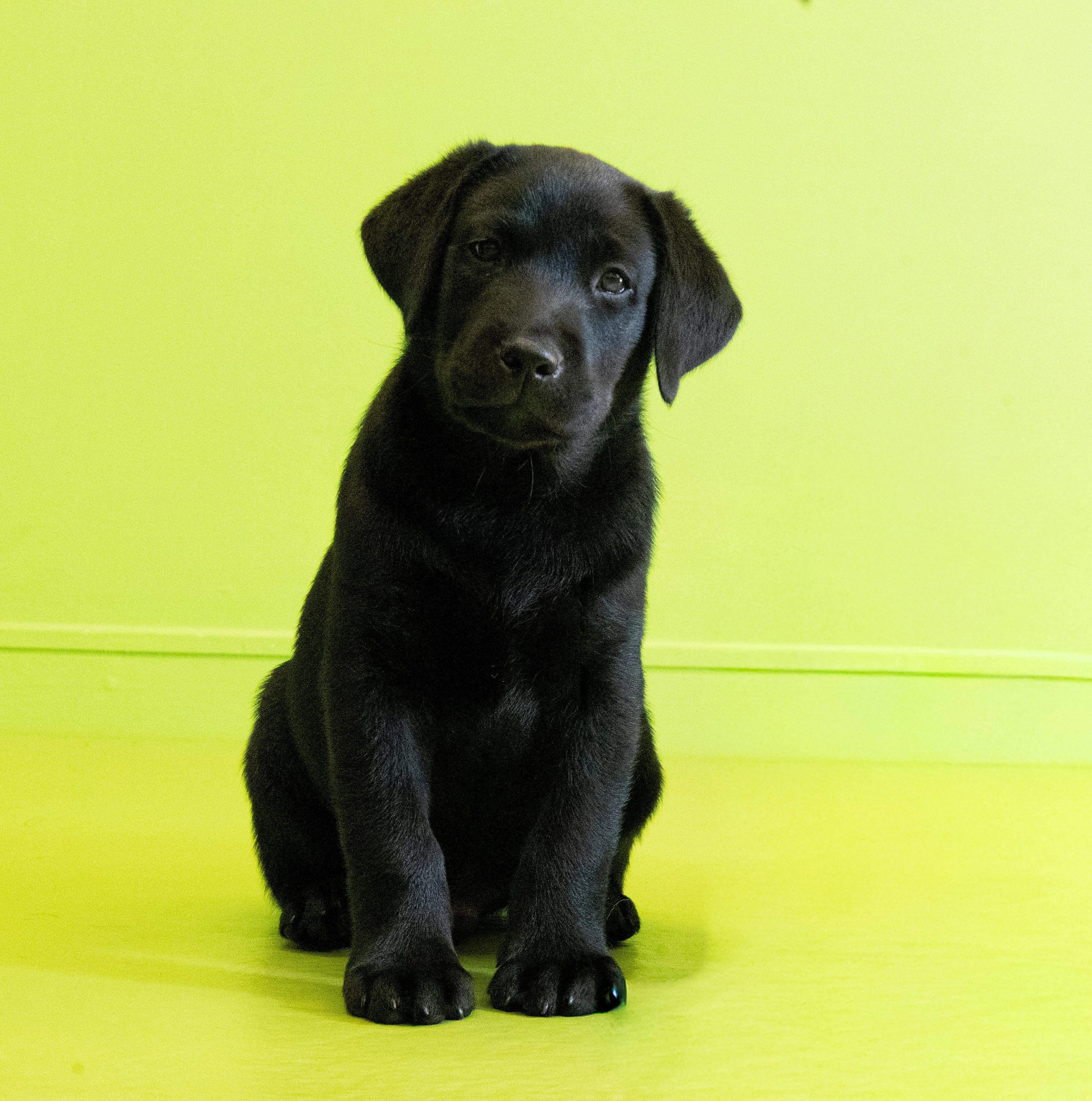 Black labrador Digger is sitting up with his two front paws in front of him. He is sitting in front of a bright green wall.