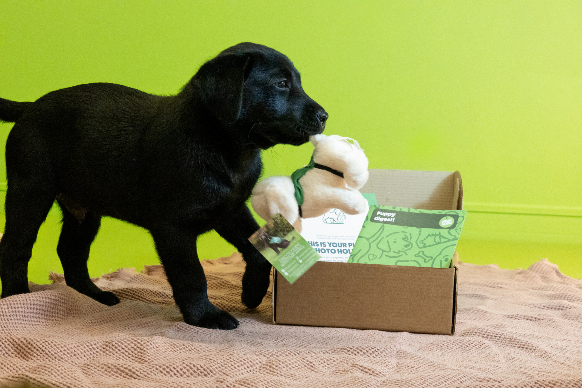 Black labrador puppy next to an open puppy sponsorship welcome pack. The welcome pack is a cardboard box that is open, with some of the pack contents visible. The puppy has picked up the soft toy dog from the pack and is holding it in their mouth.