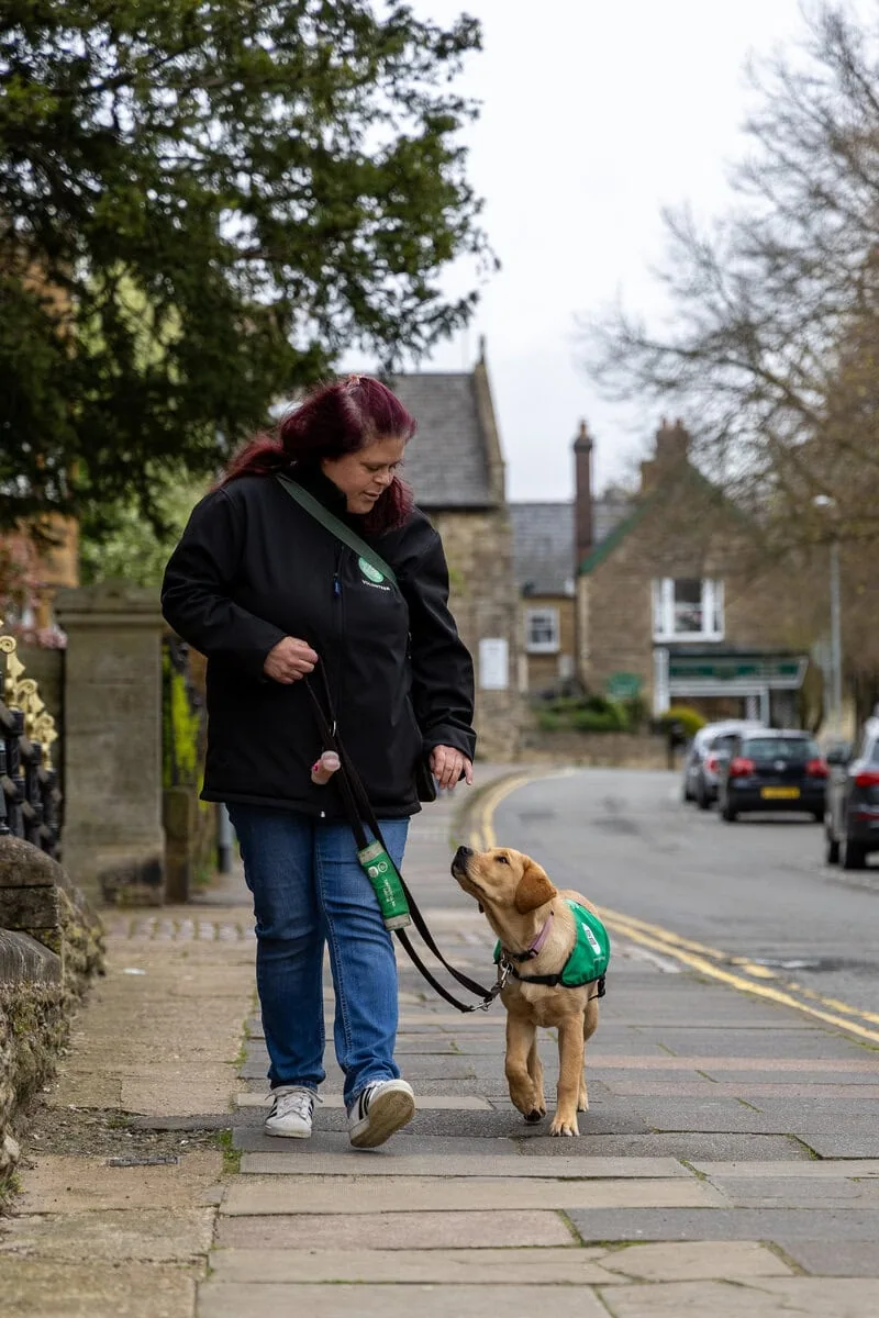 Assistance Golden Retreiver Puppy Volunteer Walking Pavement Street Frontfacing