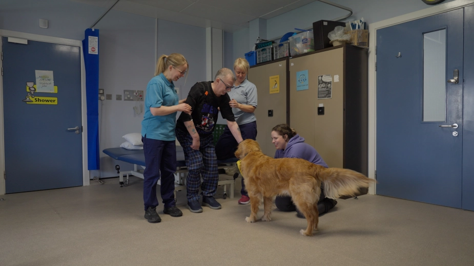 Hospital Golden Retriever Staff Patient Stroke Recovery