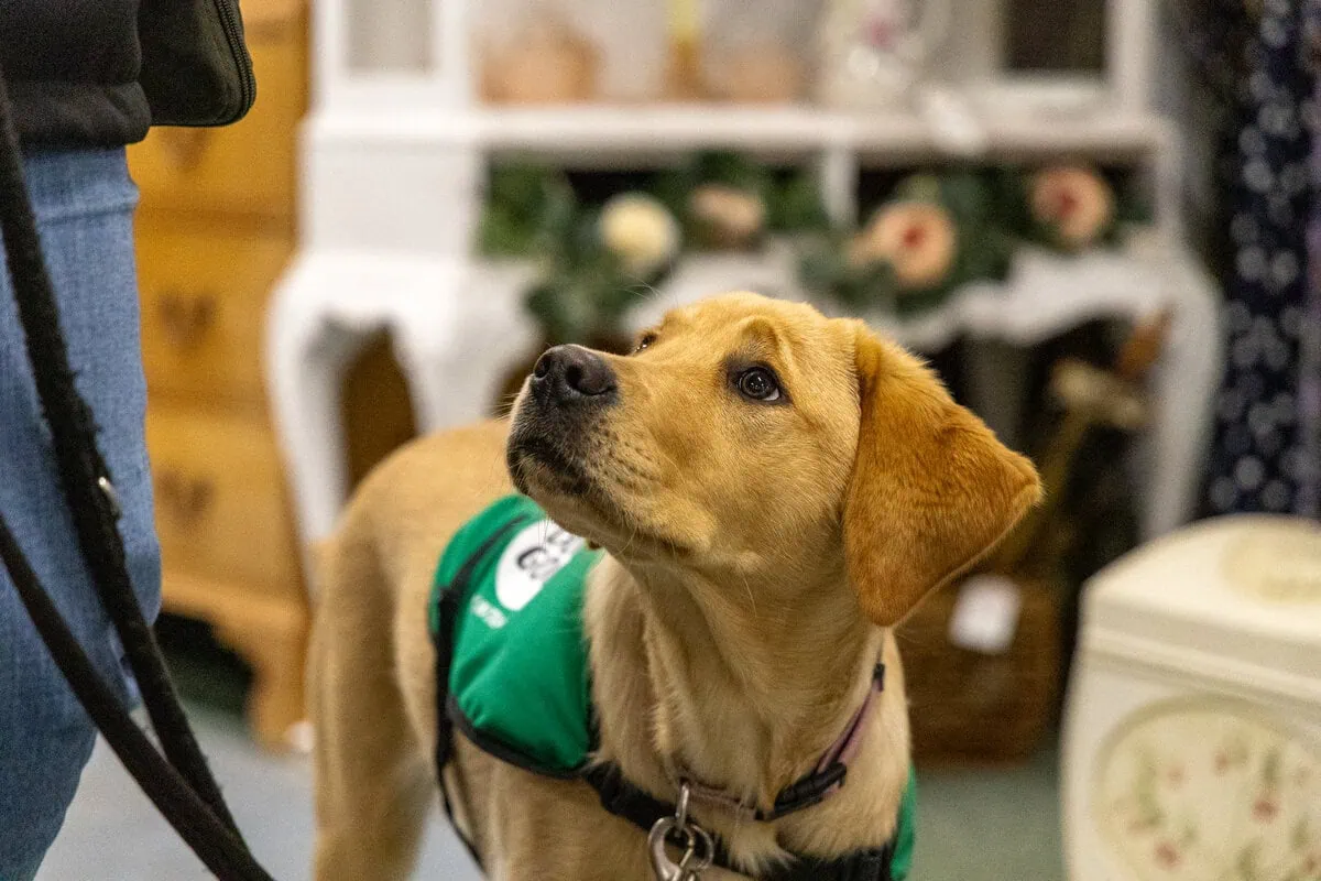 Assistance Golden Retreiver Puppy Volunteer Shopping Training Closeup Sideview