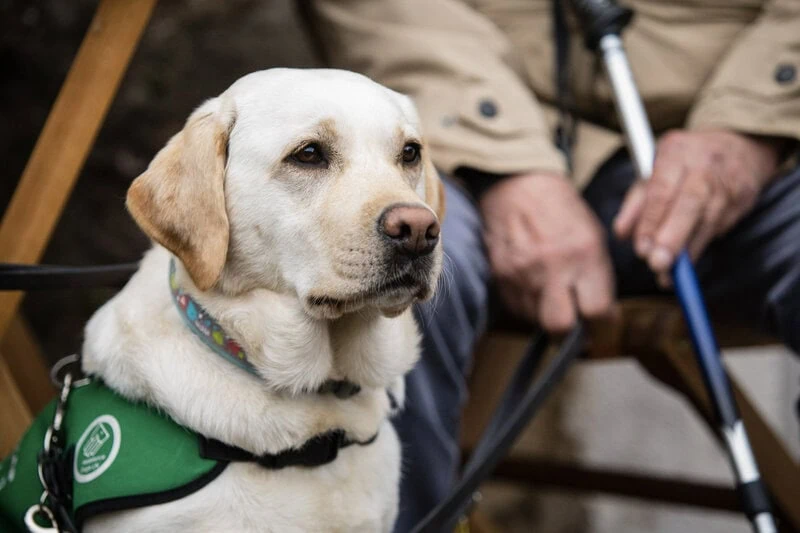 219 Dementia Assistance Dog Willow (6)