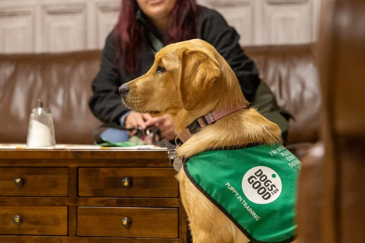 Assistance Golden Retreiver Puppy Sitting Volunteer Sitting Cafe Closeup Sideview