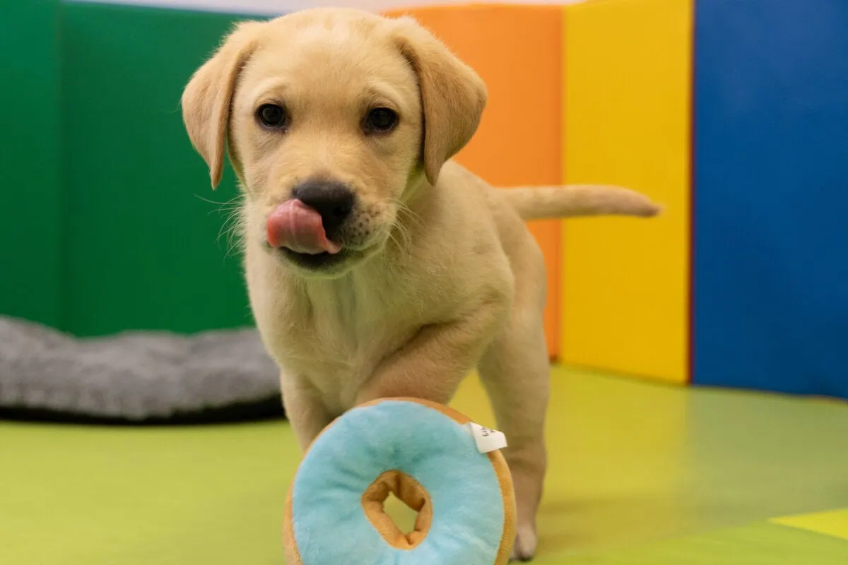 Yellow Labrador Puppy Playing Toy Licking Frontfacing