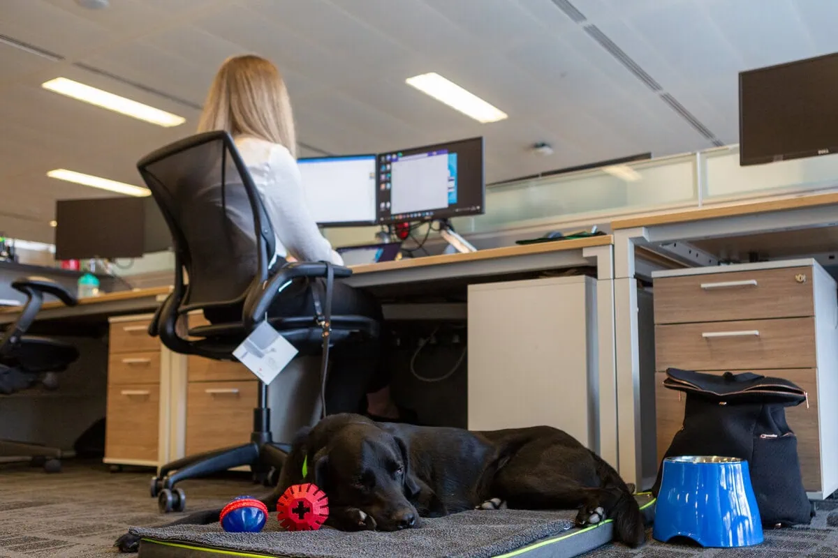 Physical Disability Assistance Black Labrador Sleeping Desk Adult Working Office Backfacing