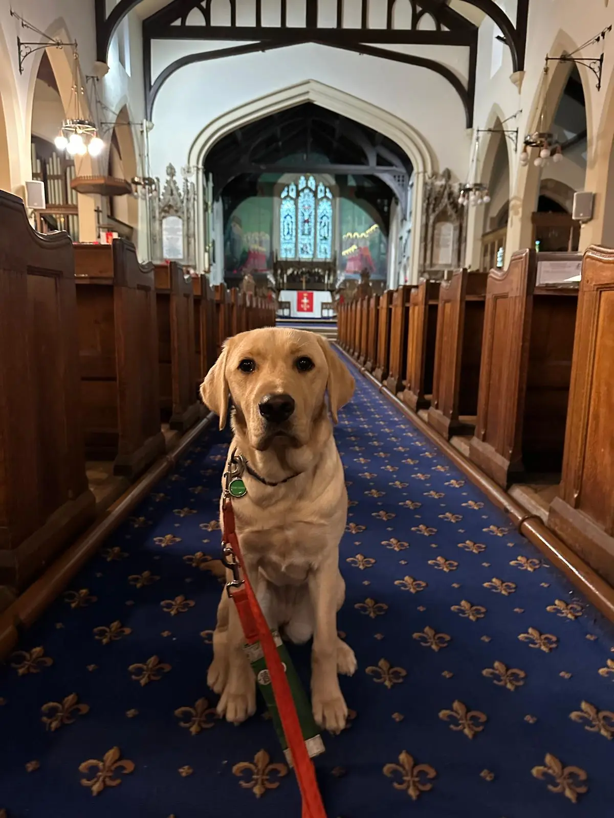 Older blonde labrador puppy sitting in church wearing lead