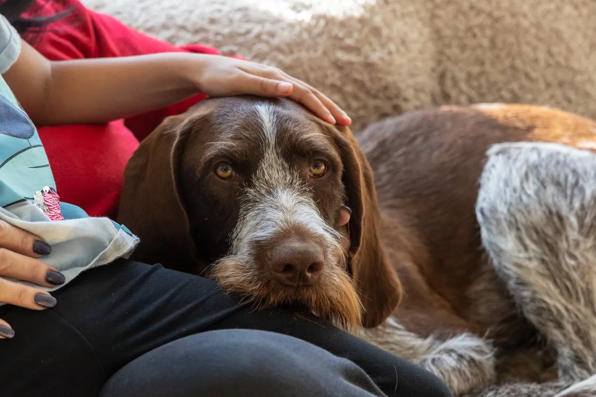 Family Dog Wire Haired Pointer Head Rest Sofa Child Stroke Frontfacing