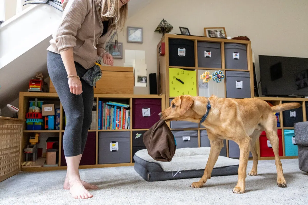 Family Dog Golden Retreiver Retrieving Bag Playroom Adult Sideview
