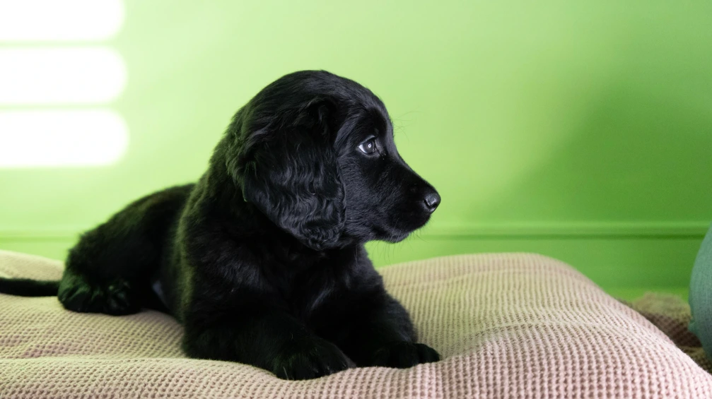 Sponsor a Puppy Violet laying on pink blanket looking to the right