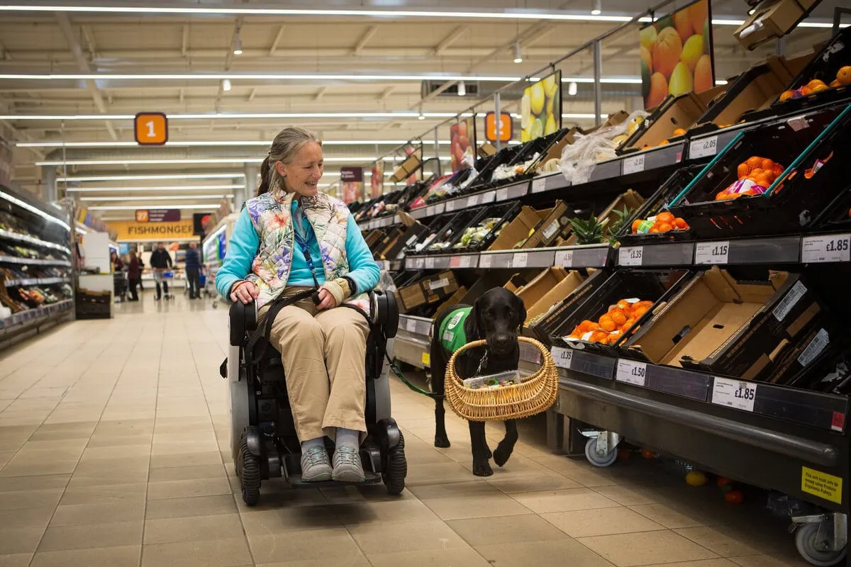 Physical Disability Assistance Black Labrador Holding Basket Shopping Adult Wheelchair Frontfacing