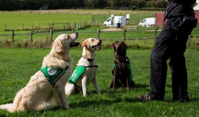 Breeds we work with - golden retriever, yellow labrador and chocolate labrador sat in front of a trainer outside