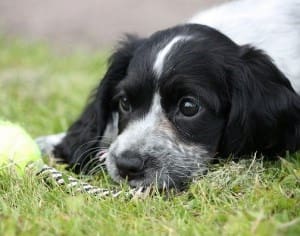 breed focus working cocker spaniel dogs for the disabled