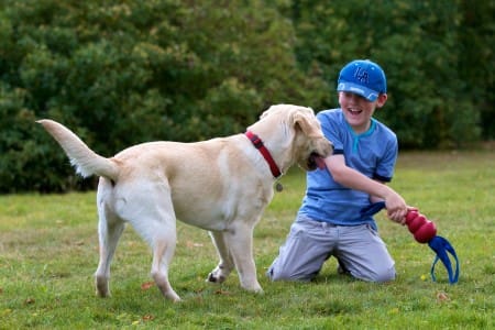 Dogs for the disabled