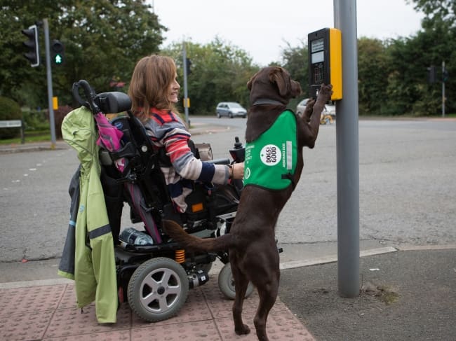 how to working dogs working dogs for how to working dogs working dogs for