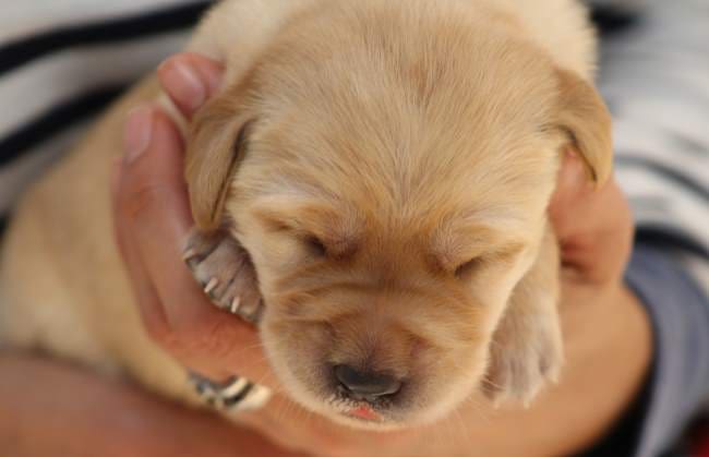 Tiny pup