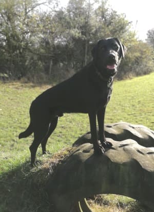 Black Labrador Rory standing in a field