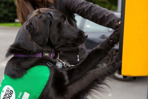 Dog in training learning crossing button push