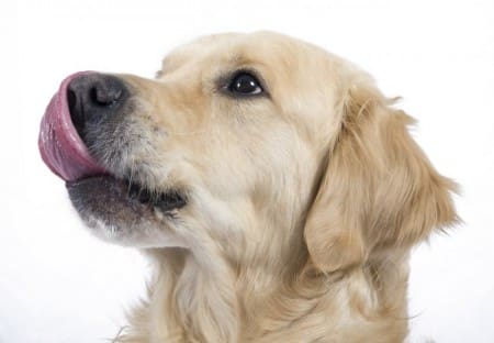 Dog licking lips