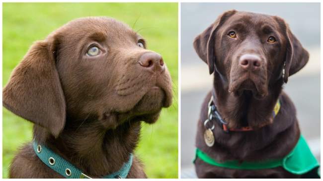 become a 5000 puppy partner with dogs for good