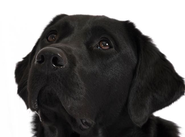 lab x golden retriever breed focus labrador cross golden retriever dogs for lab x golden retriever breed focus labrador cross golden retriever dogs for
