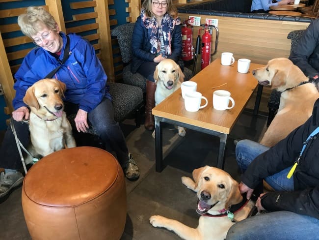 Group of socialisers and young dogs in training in a cafe