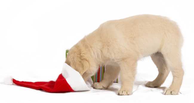 Christmas with your pup