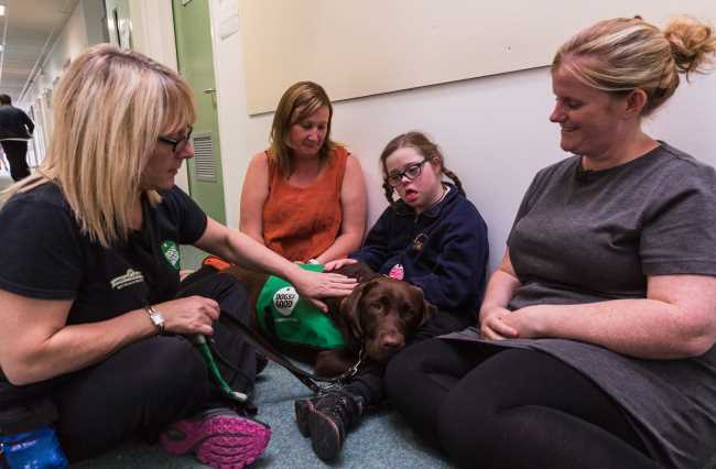 stress dogs in schools