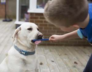 Dogs for Good Family Dog - Jacob brushing Sam's teeth - web