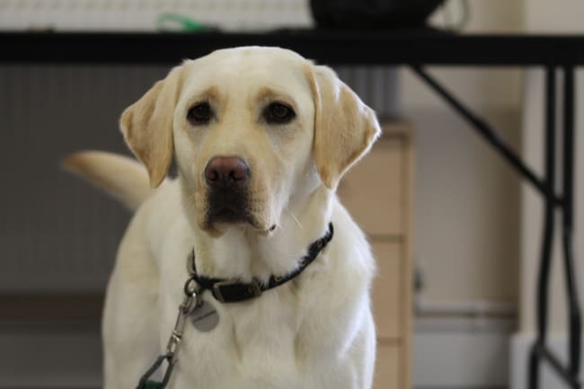 Dogs for Good - Improving Health & Wellbeing for Society Dogs for Good - Improving Health & Wellbeing for Society
