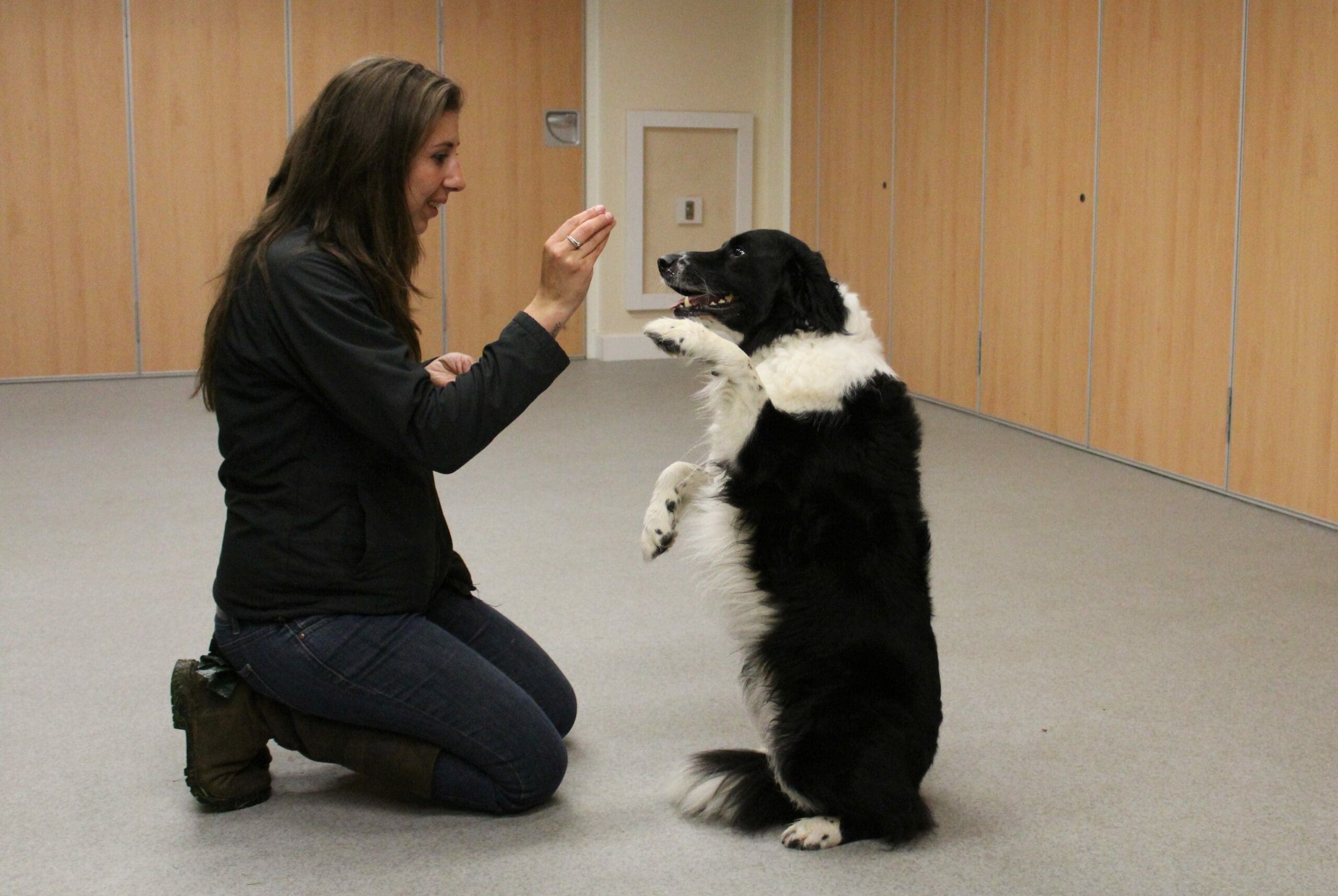 how to your to beg how to teach your beg dogs for how to your to beg how to teach your beg dogs for