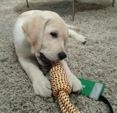 This Morning puppy Digby settling with a toy