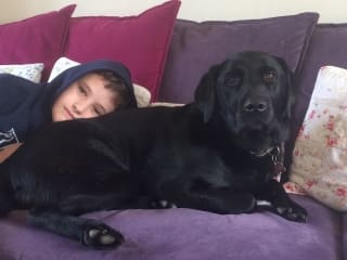 boy with autism and black labrador on a sofa
