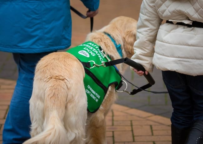 Can I say hello to an assistance dog?