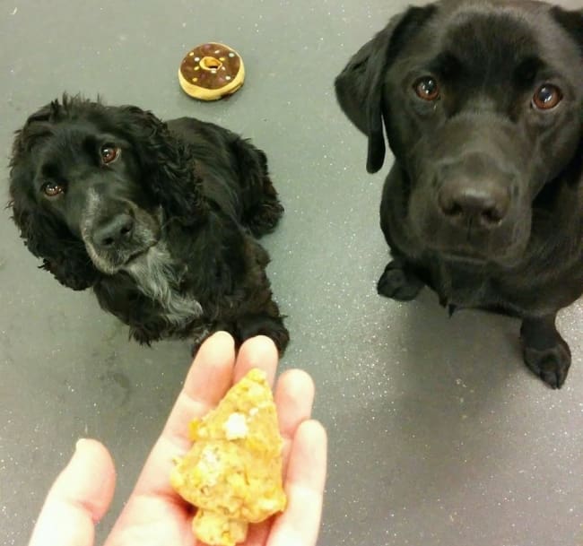 Christmas biscuit recipe for children and dogs