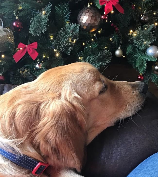 Keep your dog safe this Christmas: decorations