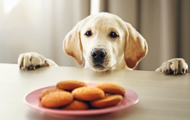 Homemade dog treats for Easter