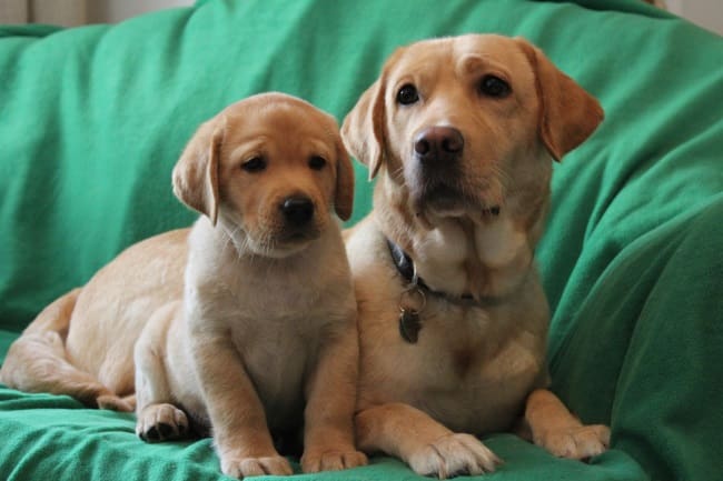 Brenda and puppies to feature in Channel 5 show