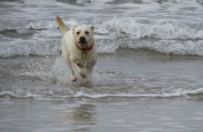 Taking your dog on holiday