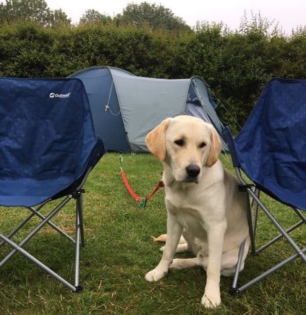 Going camping with your dog